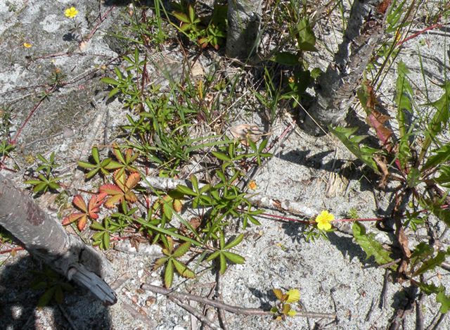 Ranunculus dalla Val di Genova (TN) - no, Potentilla reptans